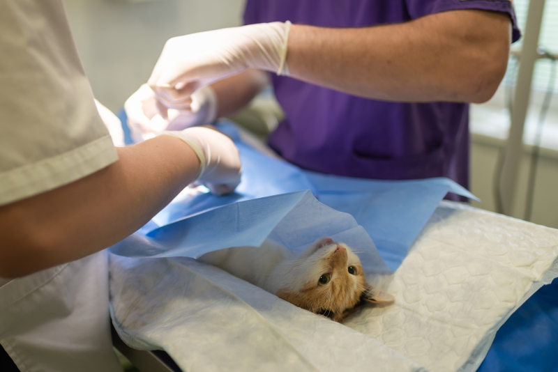 veterinaire-ROQUEBRUNE SUR ARGENS-min_health-4385852